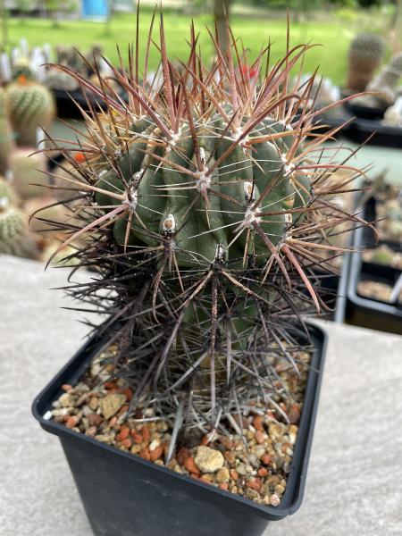 Ferocactus fordii
